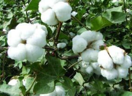 棉籽油為什么叫“黑油”？精煉工藝如何脫除棉籽油中的棉酚？