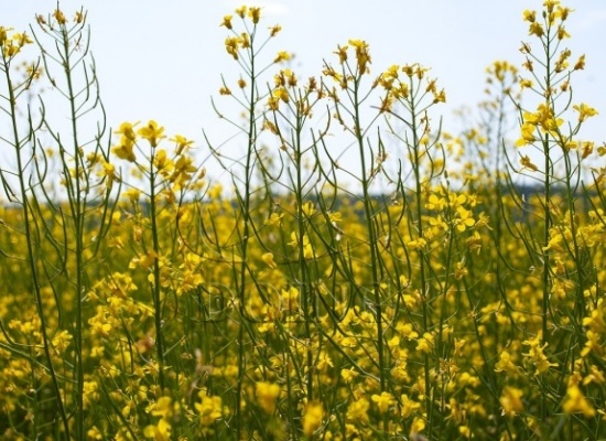 菜籽油的異味來自哪里？食用油加工廠如何去除菜籽油的異味