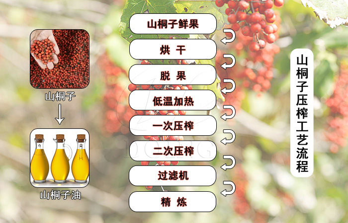 山桐子油壓榨流程